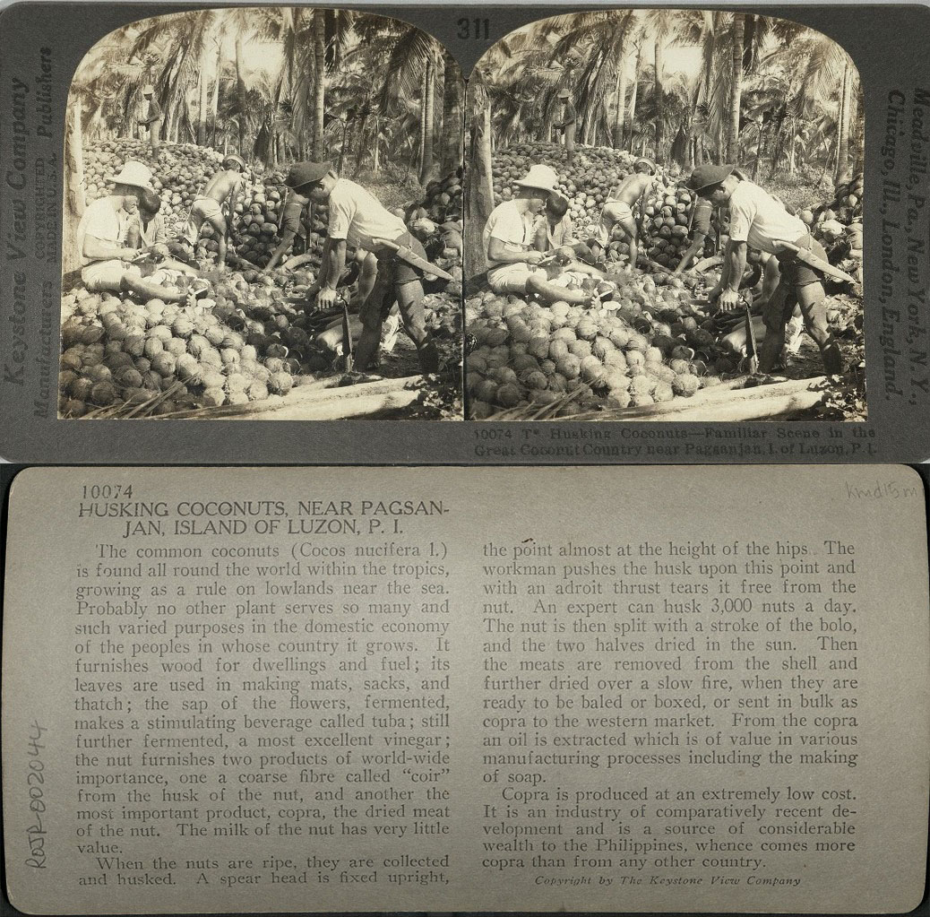 Husking Coconuts – Familiar Scene in the Great Coconut Country near Pagsanjan, I. of Luzon, P. I.